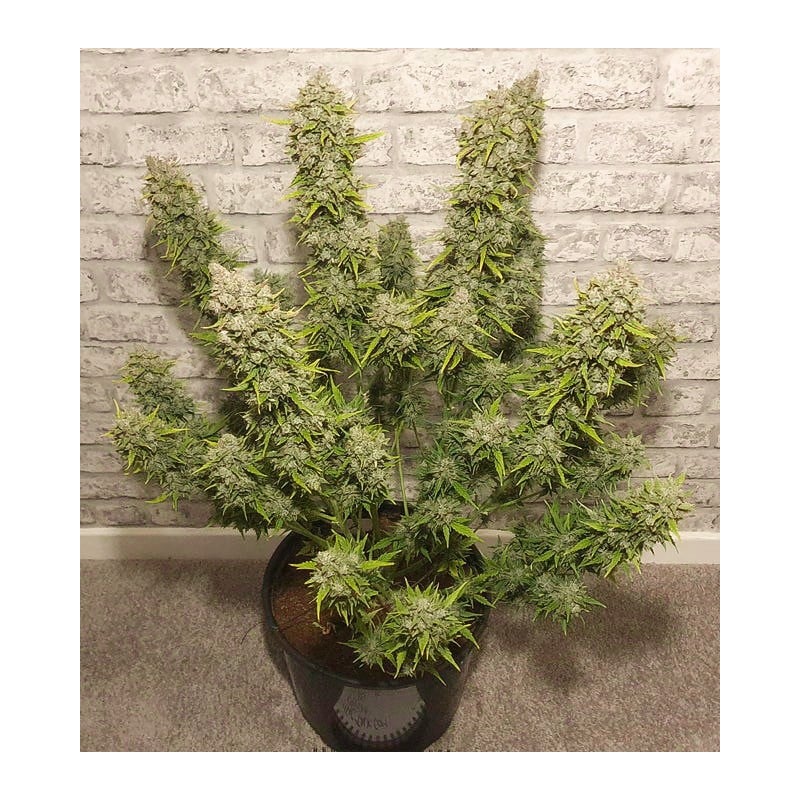 Auto White Widow® - Automatyczne Nasiona Marihuany | Dutch Passion PL Auto White Widow® - Automatyczne Nasiona Marihuany | Dutch Passion PL