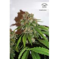 Outlaw Amnesia® | Semi di cannabis fuori produzione