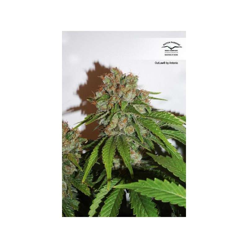 Outlaw Amnesia® | Semi di cannabis fuori produzione
