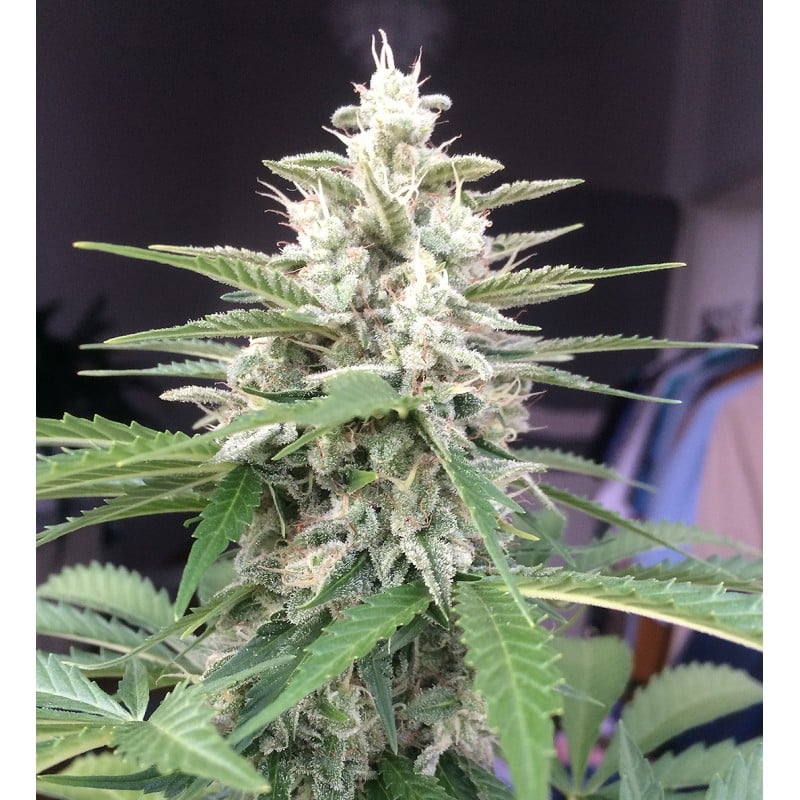 Auto White Widow® - Automatyczne Nasiona Marihuany | Dutch Passion PL Auto White Widow® - Automatyczne Nasiona Marihuany | Dutch Passion PL