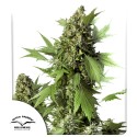 Buy Auto Duck® Autoflower Cannabis Seeds | Dutch Passion UK