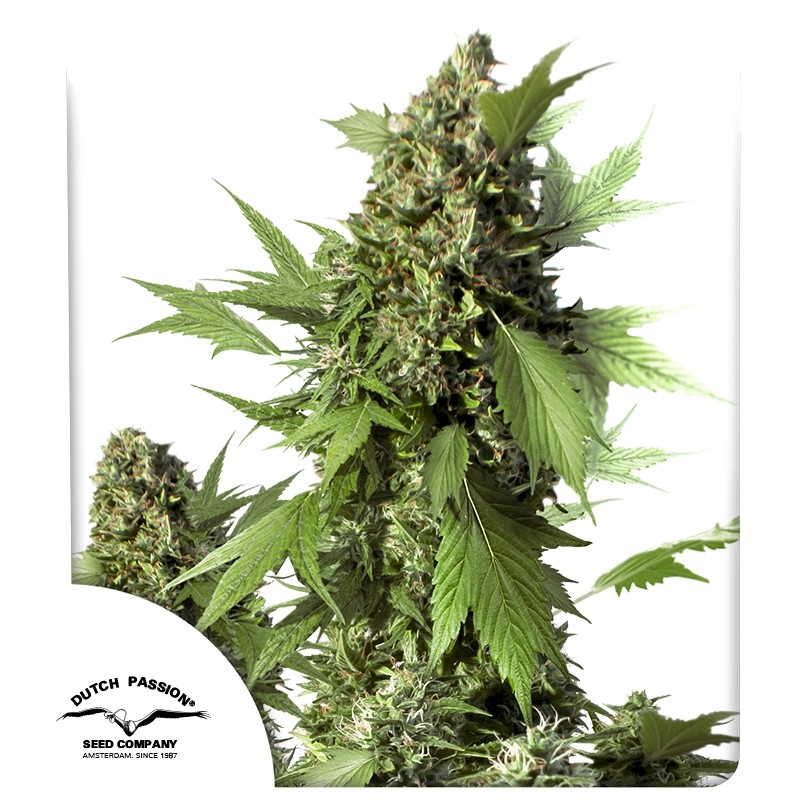 Buy Auto Duck® Autoflower Cannabis Seeds | Dutch Passion UK