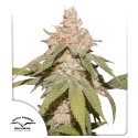 Auto SFV OG® feminisierter Cannabis Samen | Dutch Passion