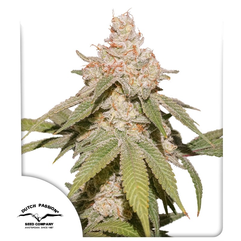 Auto SFV OG® feminisierter Cannabis Samen | Dutch Passion