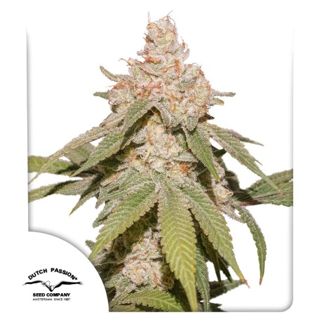 Auto SFV OG® feminisierter Cannabis Samen | Dutch Passion