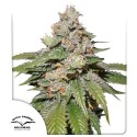 Koop Auto Mokum’s Tulip® Autoflower Zaden | Dutch Passion NL