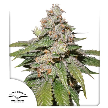 Koop Auto Mokum’s Tulip® Autoflower Zaden | Dutch Passion NL