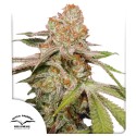 Auto MAC #1® Feminised Cannabis Seeds | Dutch Passion UK