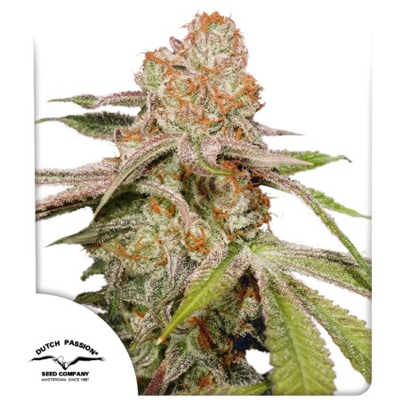 Auto MAC #1® Feminised Cannabis Seeds | Dutch Passion UK