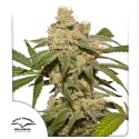 Auto Oh My Gusher® feminisierter Cannabis Samen | Dutch Passion