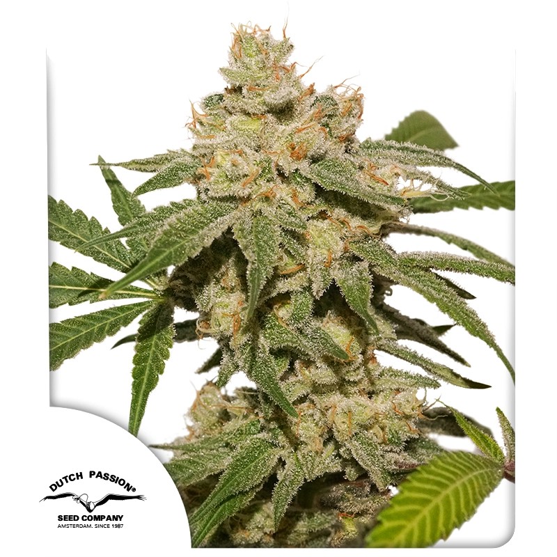 Auto Oh My Gusher® feminisierter Cannabis Samen | Dutch Passion