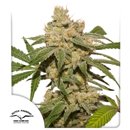Auto Oh My Gusher® feminisierter Cannabis Samen | Dutch Passion