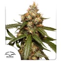 Comprar semillas de cannabis Auto THC-Victory® | Dutch Passion ES