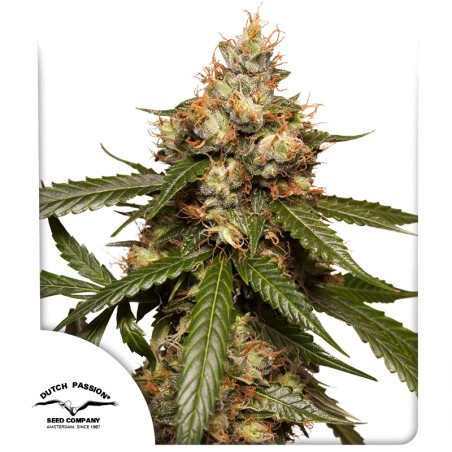 Comprar semillas de cannabis Auto THC-Victory® | Dutch Passion ES Comprar semillas de cannabis Auto THC-Victory® | Dutch Passion ES