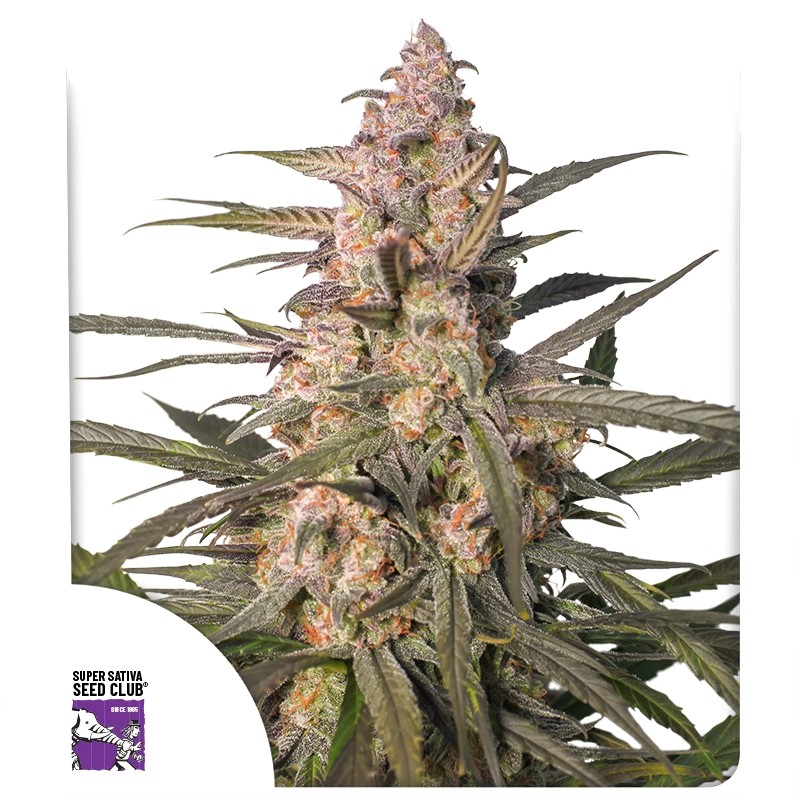 Auto Northern Dragon Fuel