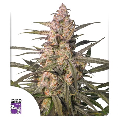 Auto Northern Dragon Fuel