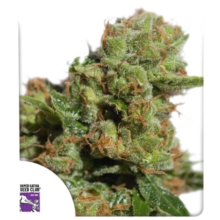 Auto Bruce Lemon Diesel