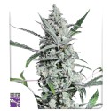 Fat Pete's Cookies Auto