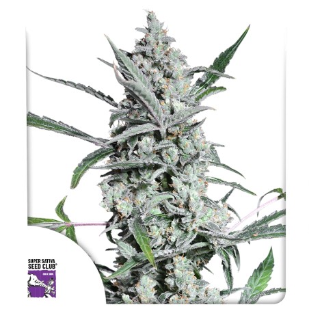 Fat Pete's Cookies Auto