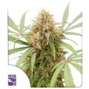 Auto AK Triple Haze