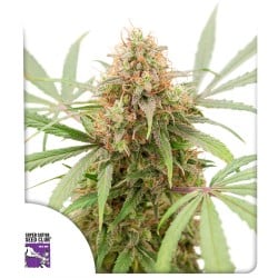 Auto AK Triple Haze