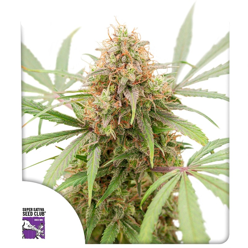 Auto AK Triple Haze