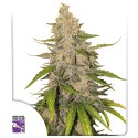 Kauf dir Auto Purple OG Punch Cannabissamen | Dutch Passion