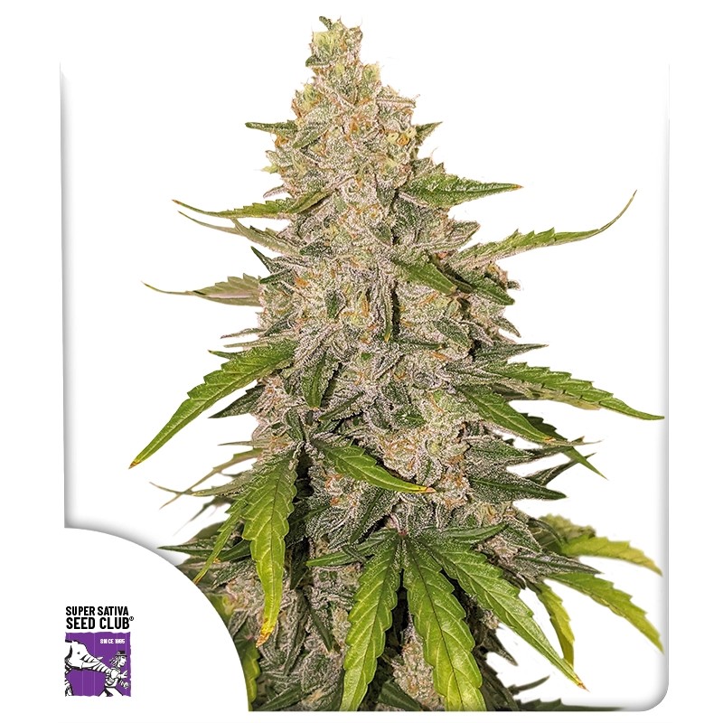 Kauf dir Auto Purple OG Punch Cannabissamen | Dutch Passion