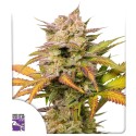 Auto Sweet Bourbon Kush