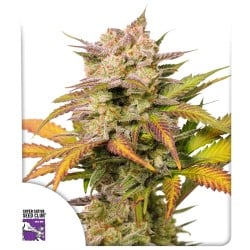 Auto Sweet Bourbon Kush