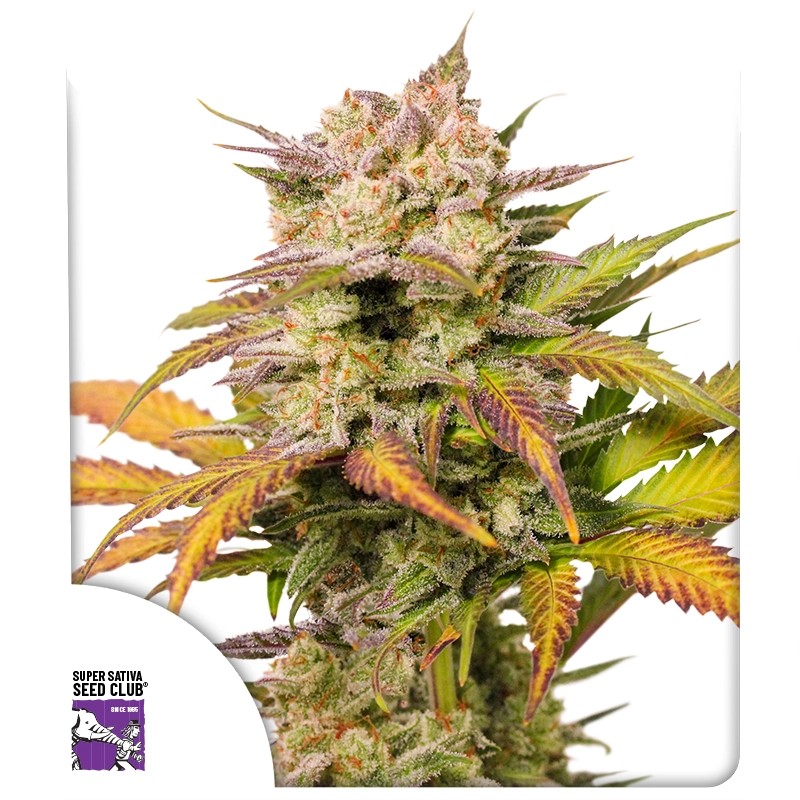 Auto Sweet Bourbon Kush