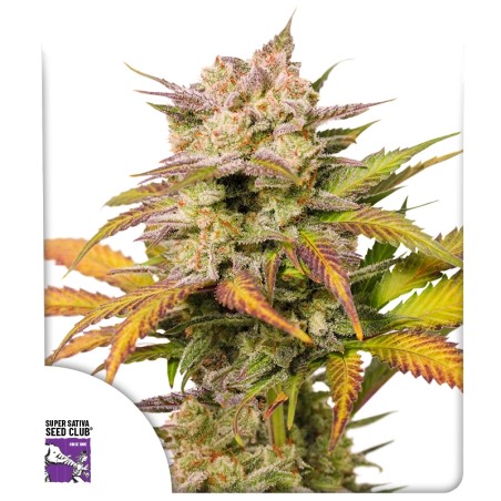 Auto Sweet Bourbon Kush
