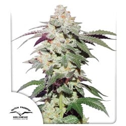 Acquistate i semi femminizzati di Skywalker Haze® | Dutch Passion IT