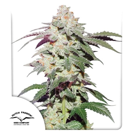 Kup feminizowane nasiona Skywalker Haze® | Dutch Passion PL Kup feminizowane nasiona Skywalker Haze® | Dutch Passion PL