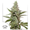 Buy Amsterdam Amnesia® Feminised Seeds | Dutch Passion UK