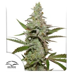 Buy Amsterdam Amnesia® Feminised Seeds | Dutch Passion UK