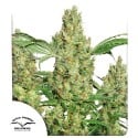 Power Plant® Feminisiertes Saatgut kaufen | Dutch Passion DE