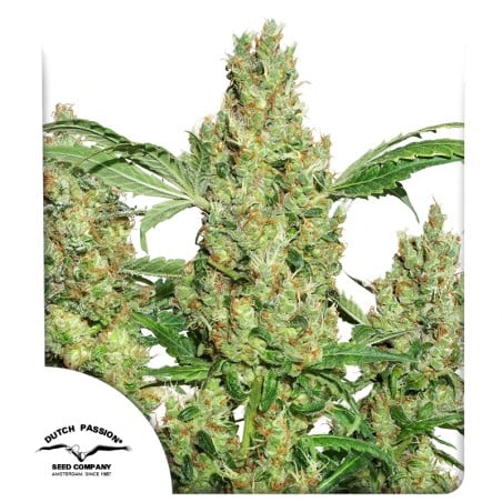 Power Plant® Feminisiertes Saatgut kaufen | Dutch Passion DE