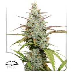 Mokum's Tulip® Feminisierte Samen Kaufen | Dutch Passion