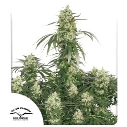 The Ultimate® - Semi di Cannabis Femminizzati | Dutch Passion IT