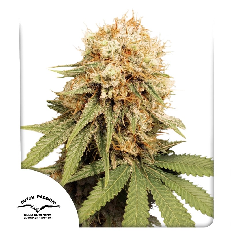 White Widow® Feminisiertes Saatgut kaufen | Dutch Passion DE