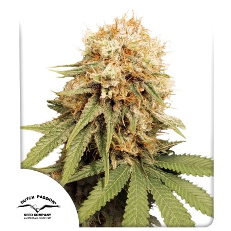 White Widow® Feminisiertes Saatgut kaufen | Dutch Passion DE