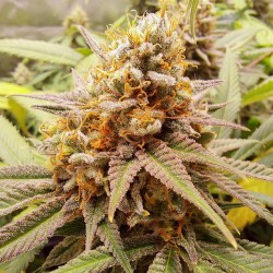 Buy White Widow® Feminised Seeds | Dutch Passion UK Buy White Widow® Feminised Seeds | Dutch Passion UK