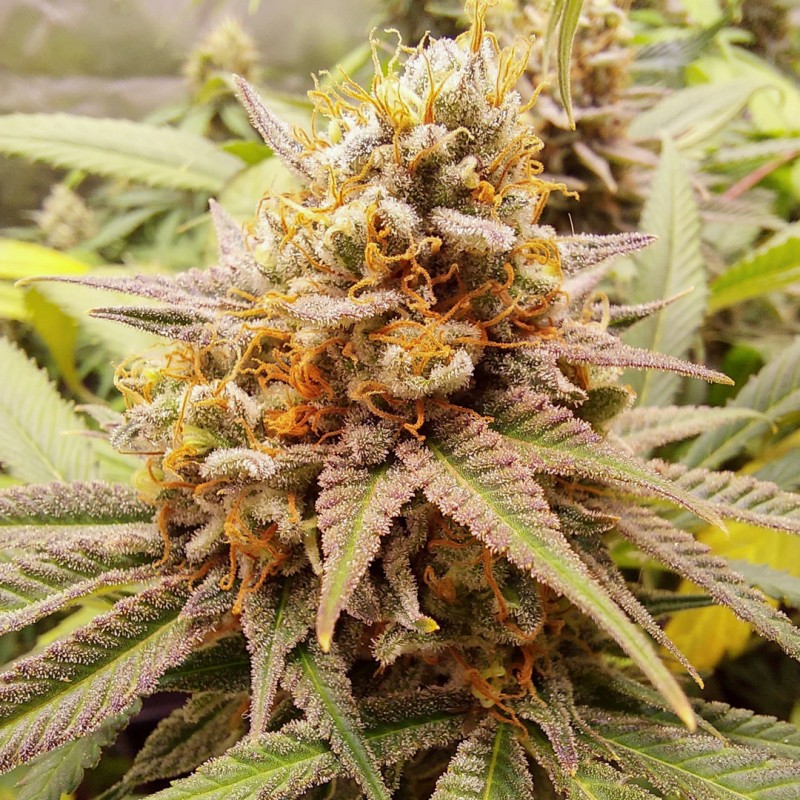 Buy White Widow® Feminised Seeds | Dutch Passion UK Buy White Widow® Feminised Seeds | Dutch Passion UK