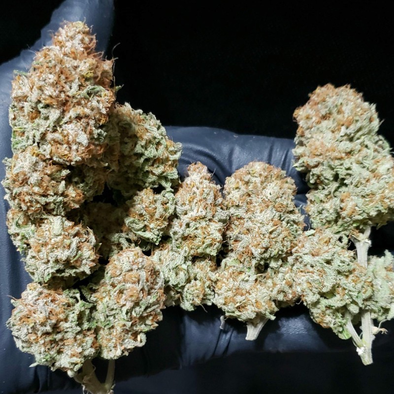 Buy White Widow® Feminised Seeds | Dutch Passion UK Buy White Widow® Feminised Seeds | Dutch Passion UK