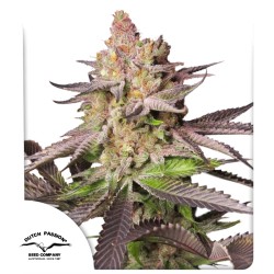 Buy Melonade Runtz ® Feminised Seeds | Dutch Passion UK