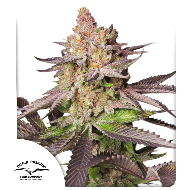 Feminisierte Melonade Runtz ® Samen kaufen | Dutch Passion DE