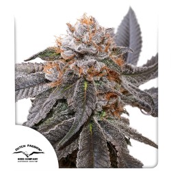 Blue Zushi Cannabis Seeds | Dutch Passion UK