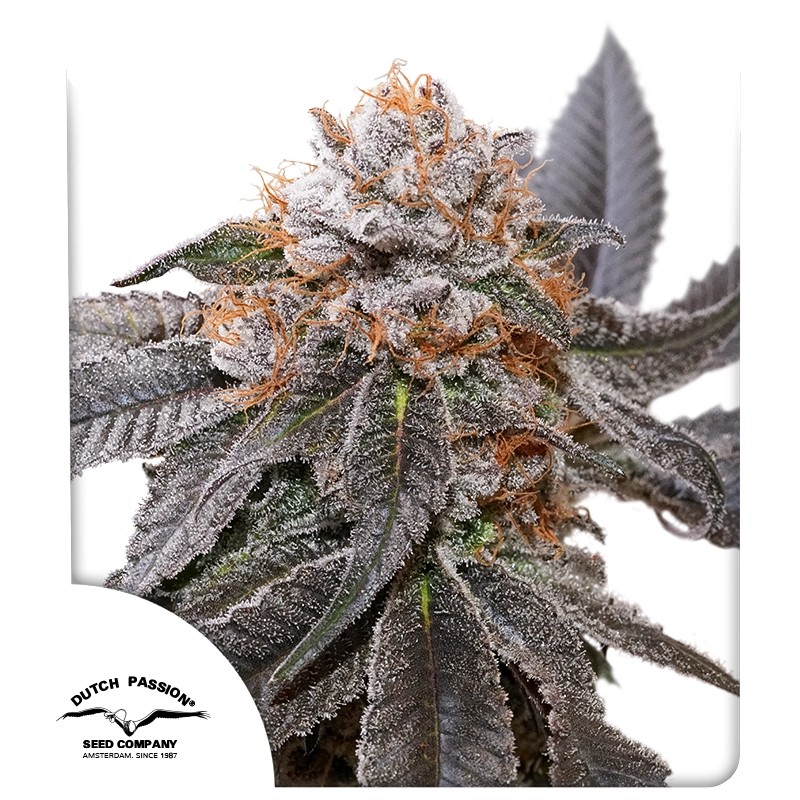 Graines de cannabis Blue Zushi | Dutch Passion FR