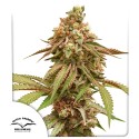 Hol dir feminisierte Tropical Tangie® Samen | Dutch Passion DE